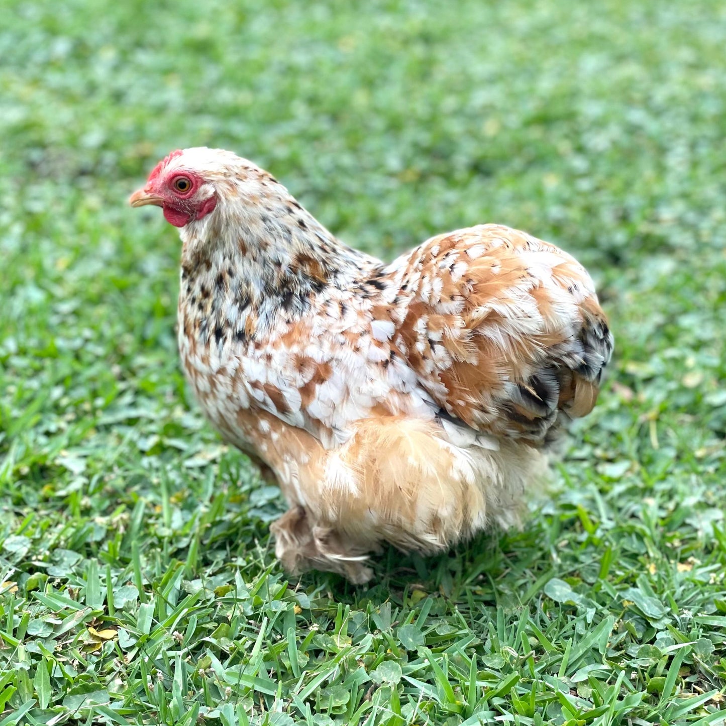 Calico Cochin Bantams are a great breed for families with children. 