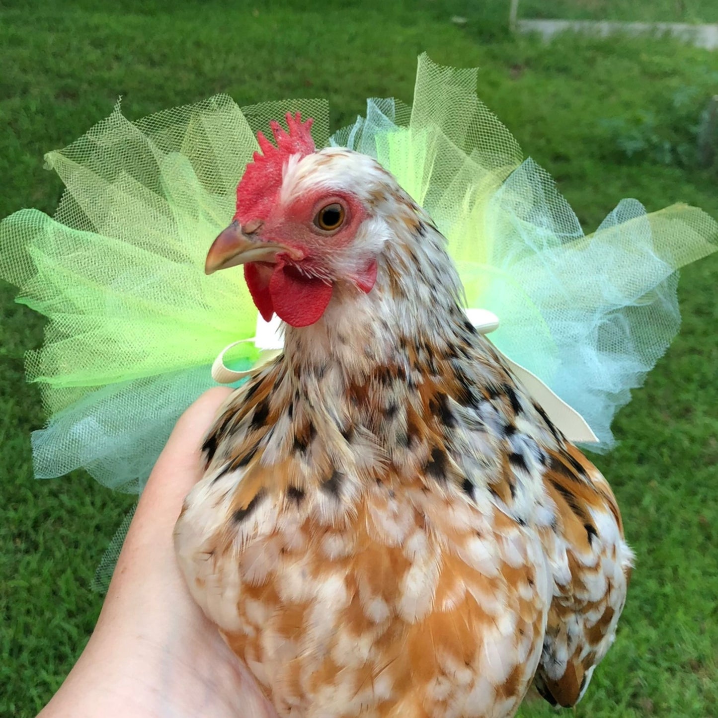 Calico Cochin Bantams are docile and look great in a chicken tutu!