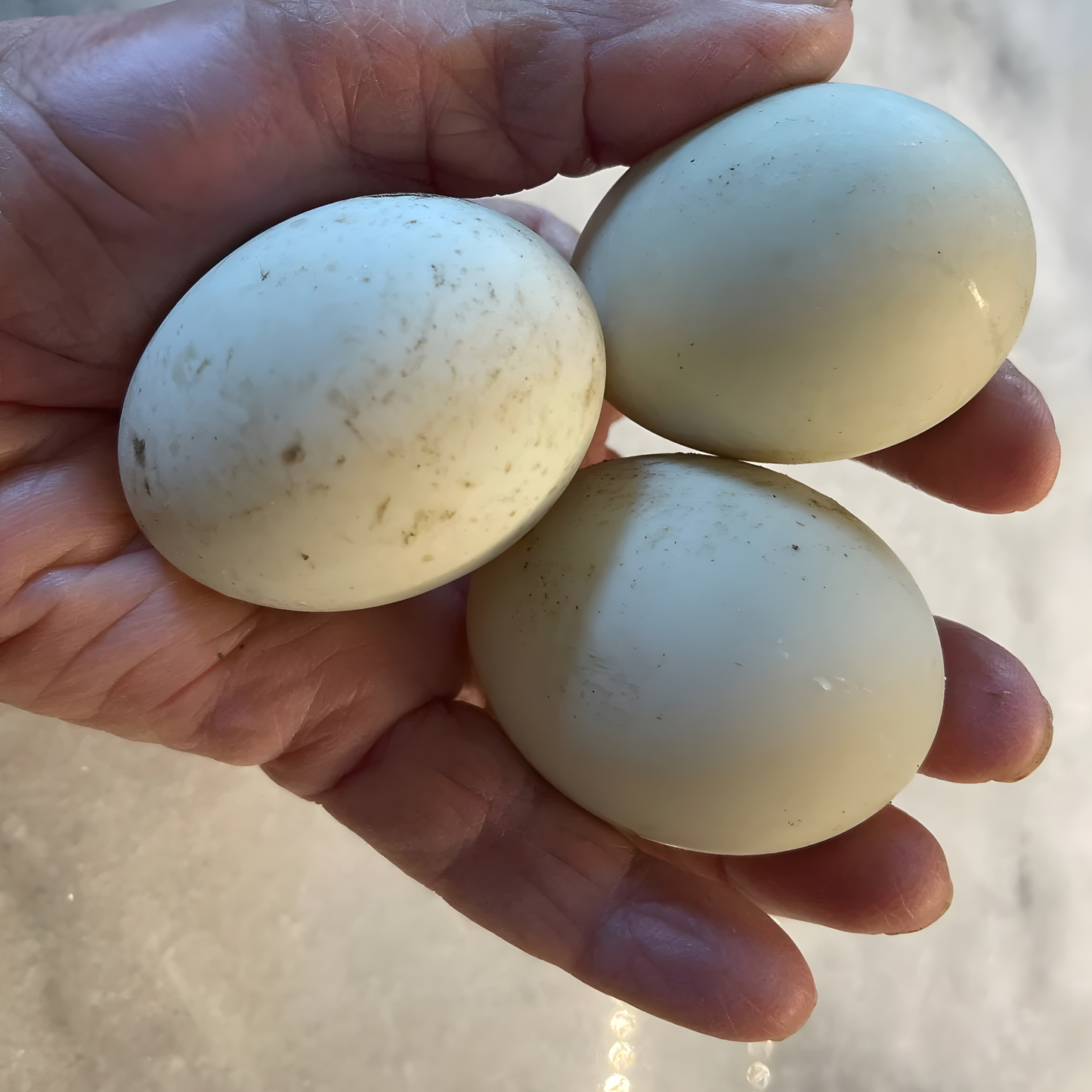 Hatching Eggs: Snowy Call Duck, Flock & Field Location