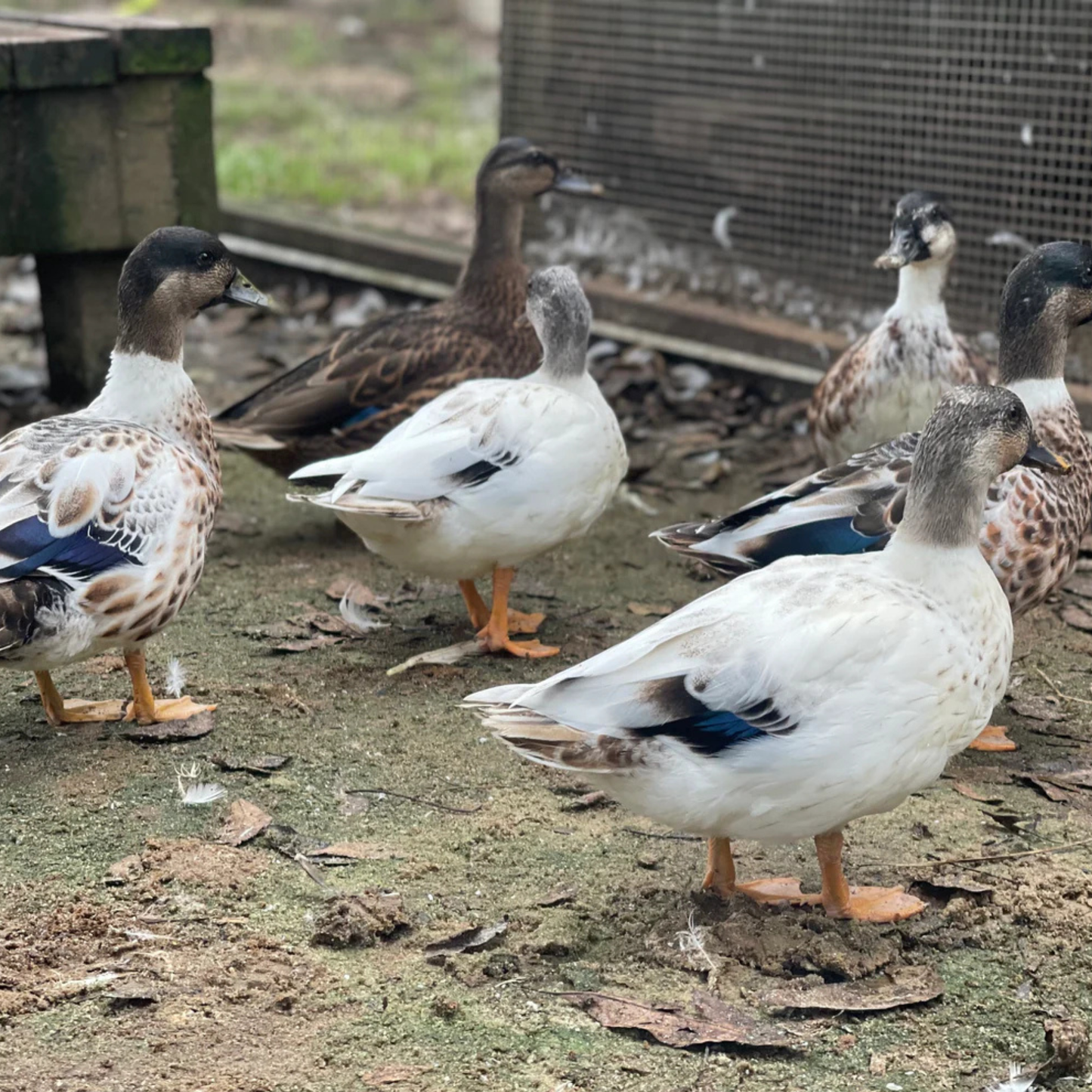 Hatching Eggs: Snowy Call Duck, Flock & Field Location