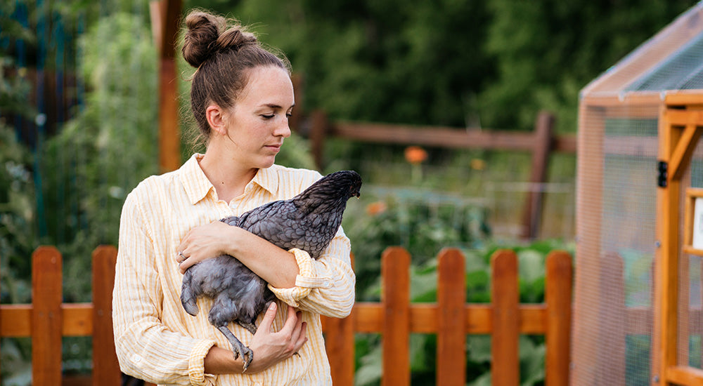 Chicken Information - My Pet Chicken