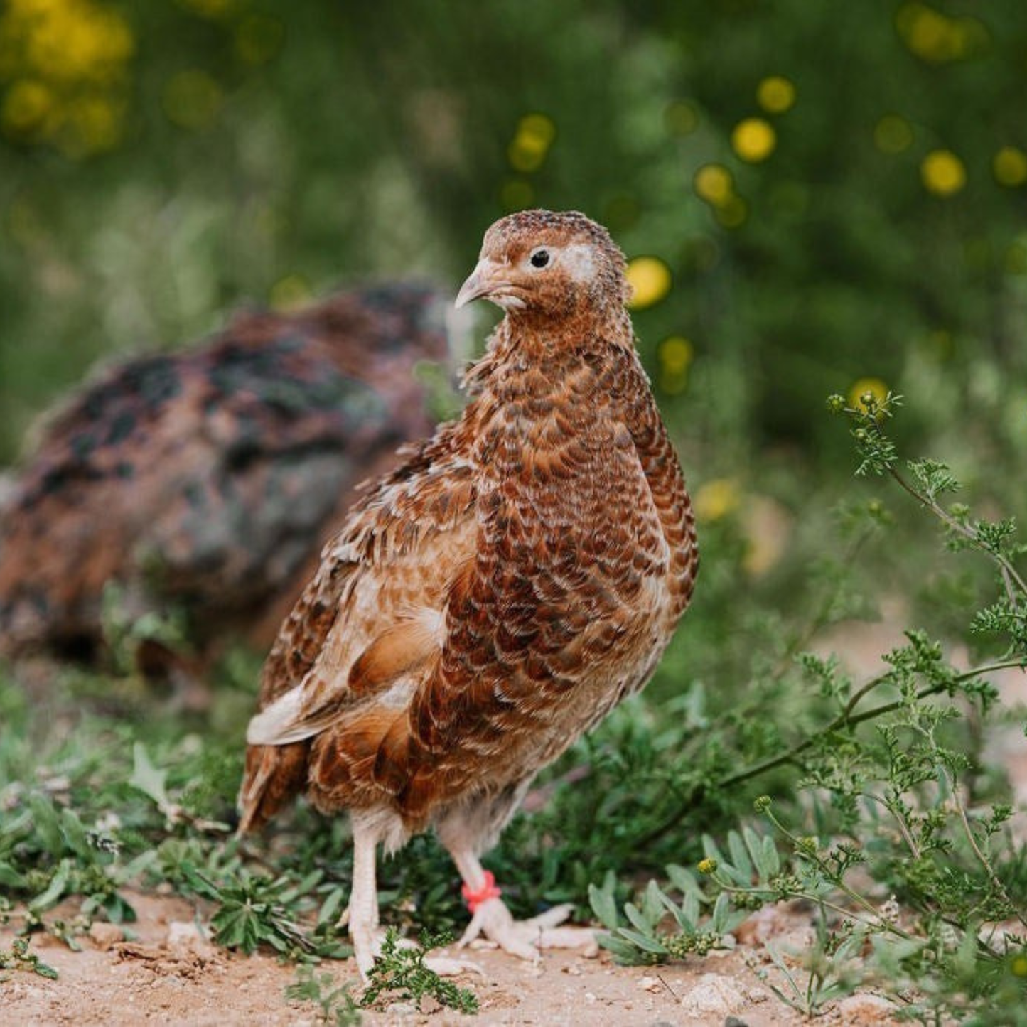 Hatching Eggs: Celadon "True Blue" Quail, Azure Acres Location
