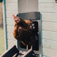 Farmight Automatic Chicken Coop Door, Aluminum