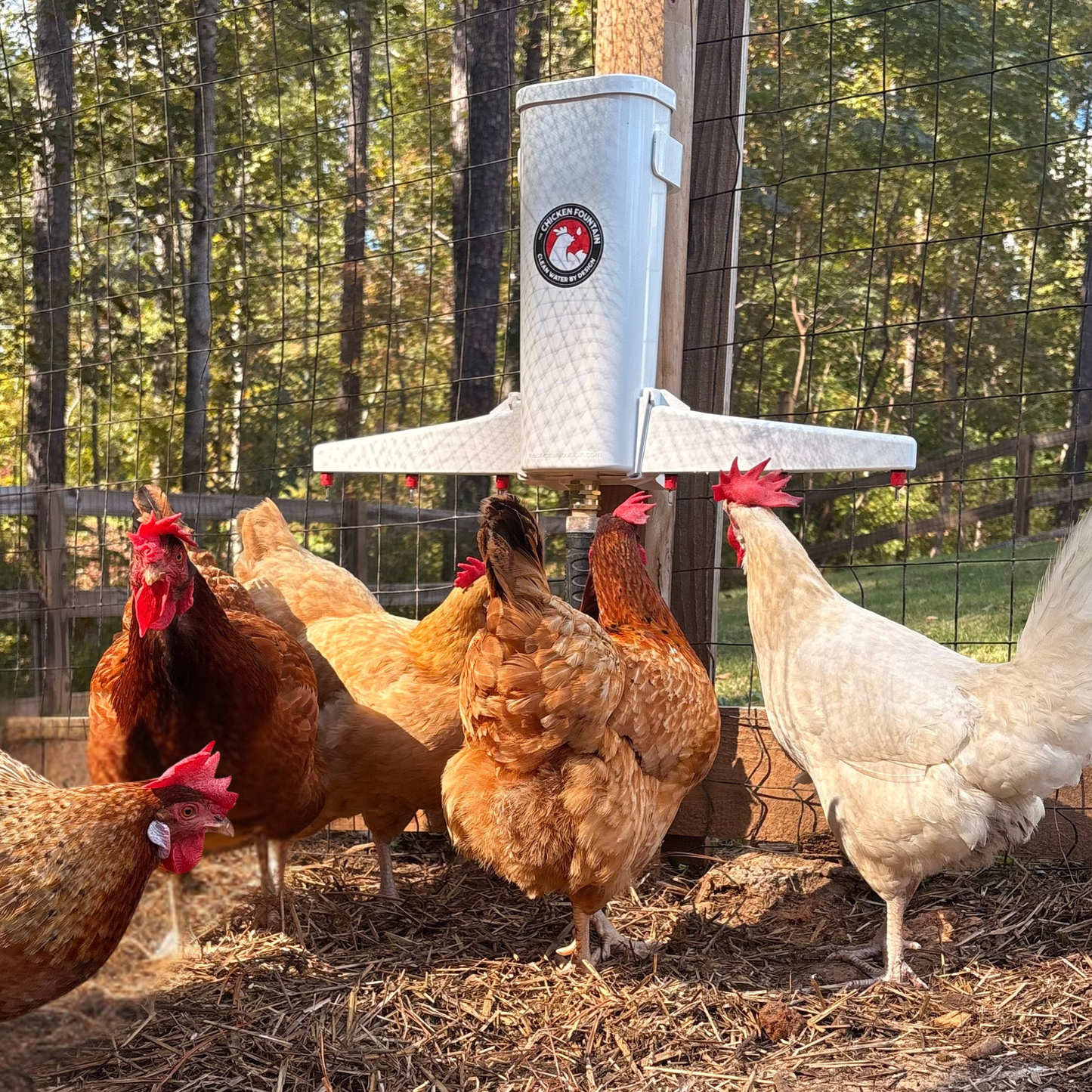 The Chicken Fountain™ Gen 2