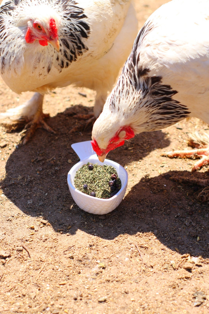 A closer look at Plants For Repelling Mites In Chicken Nesting Boxes