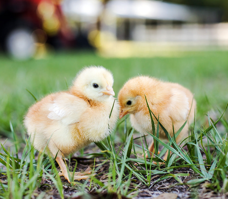 Why are we all keeping hens?, Pets