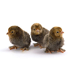 Hatching Eggs: Mille Fleur d'Uccle Bantam, Merry Manor Location