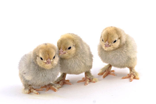 Hatching Eggs: Porcelain d'Uccle Bantam, Merry Manor Location