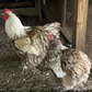 Hatching Eggs: Chocolate Laced English Orpington, Flock & Field Location