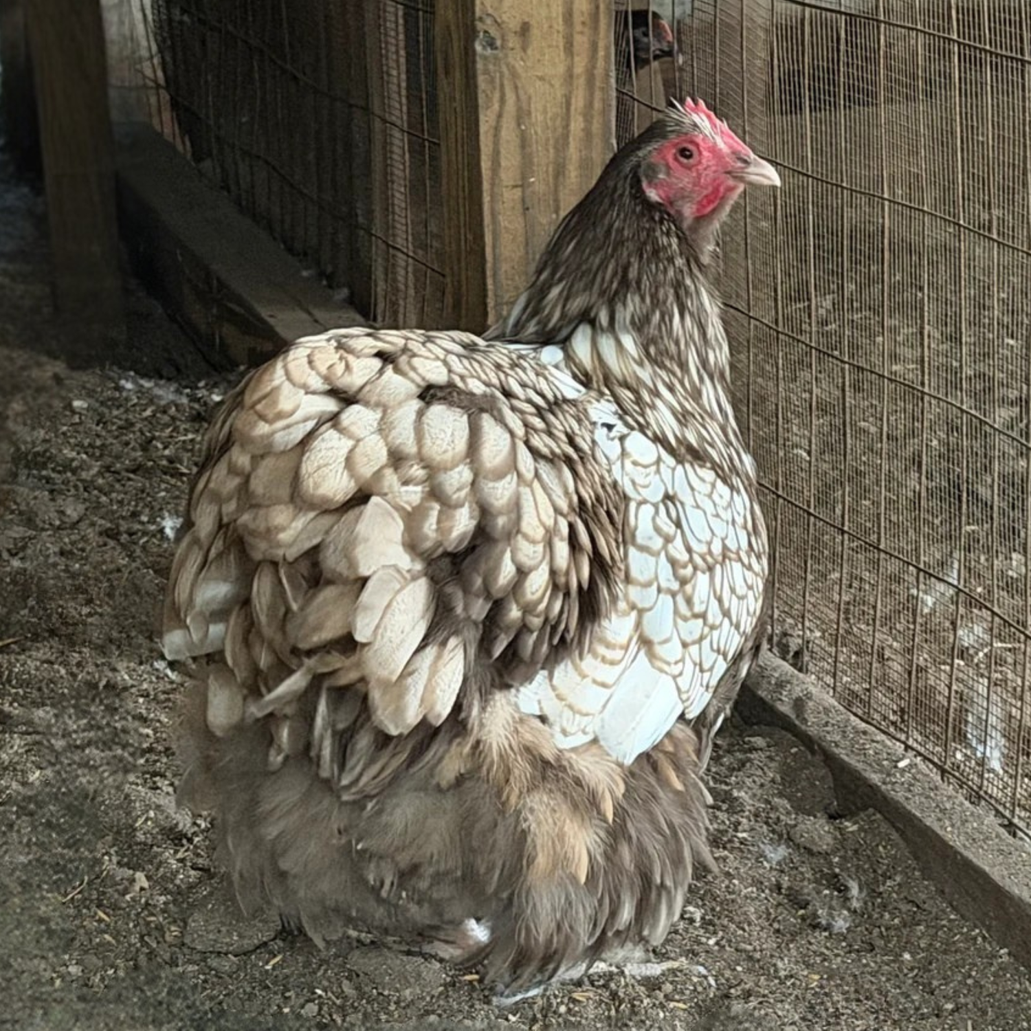 Hatching Eggs: Chocolate Laced English Orpington, Flock & Field Location