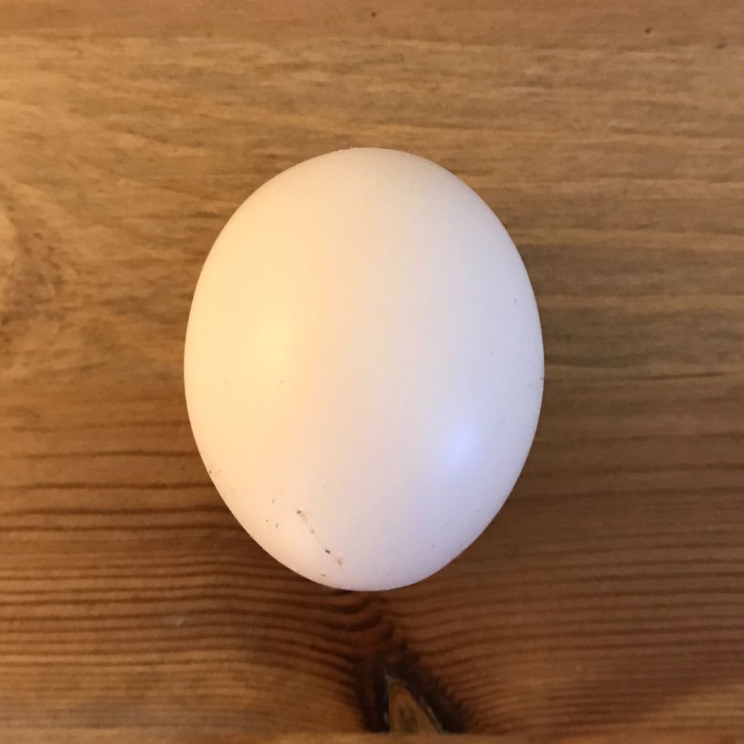 Chocolate Orpington egg