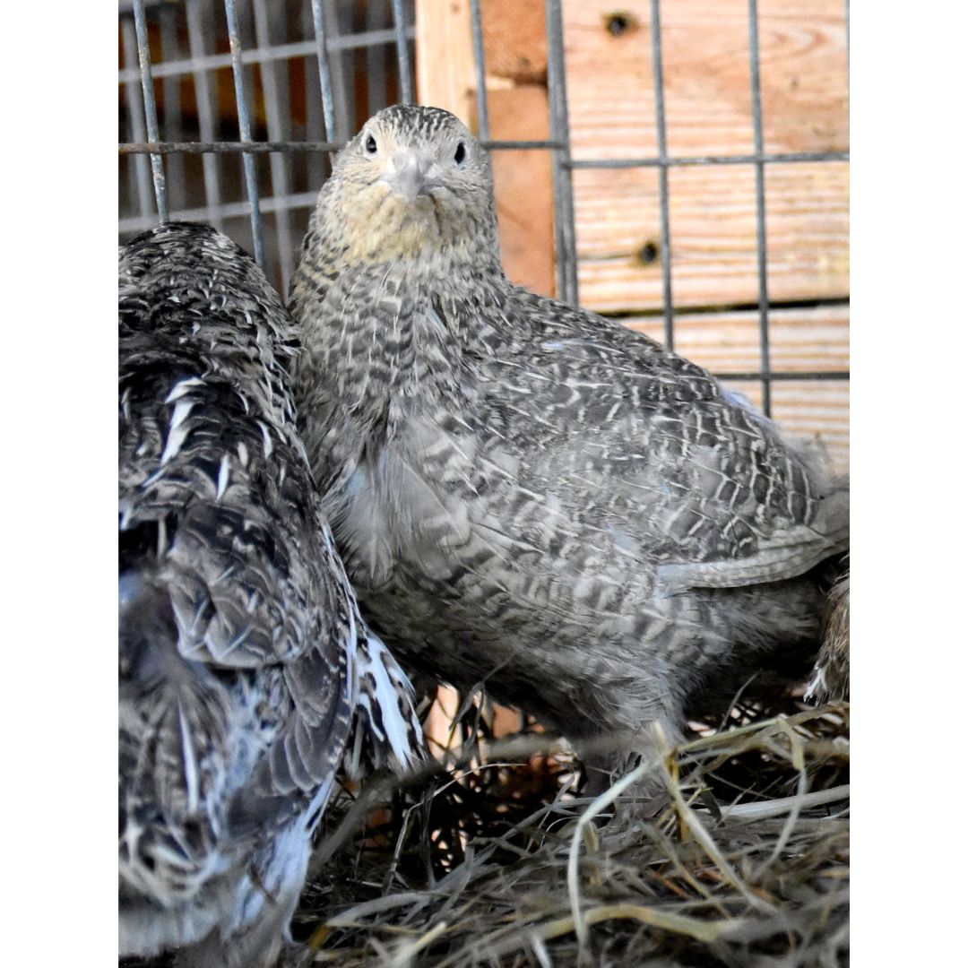 Hatching-Eggs: Coturnix Quail