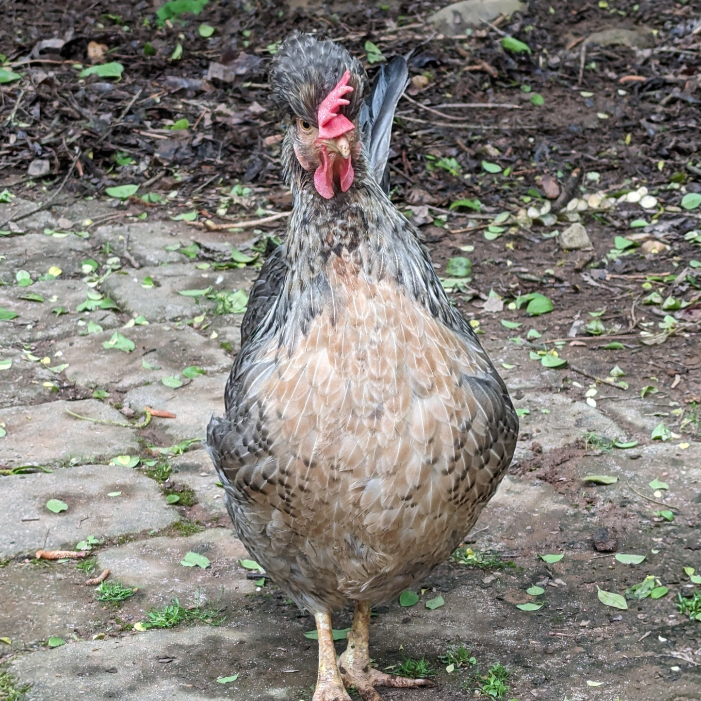 Baby Chicks: Cream Legbar