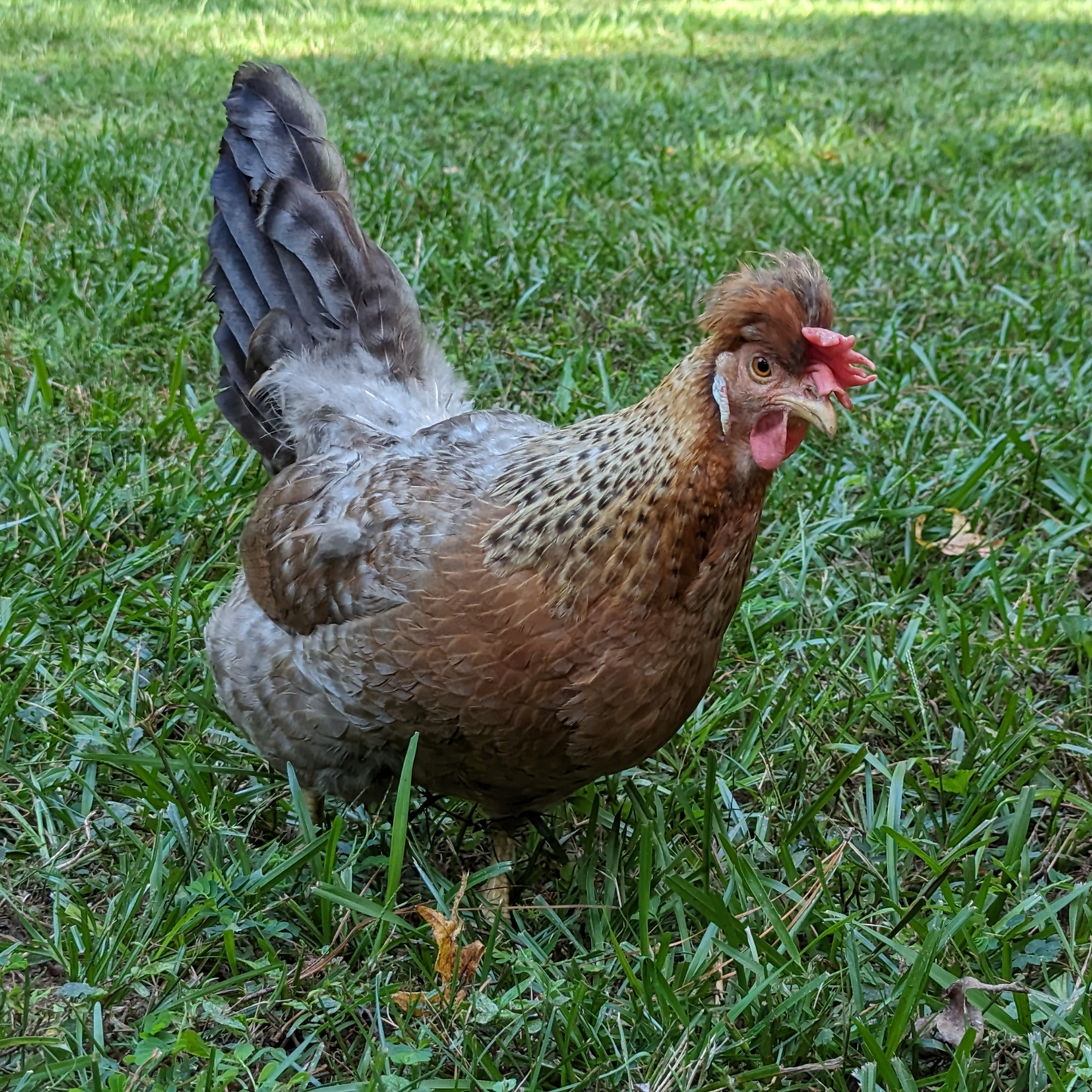 Baby Chicks: Cream Legbar