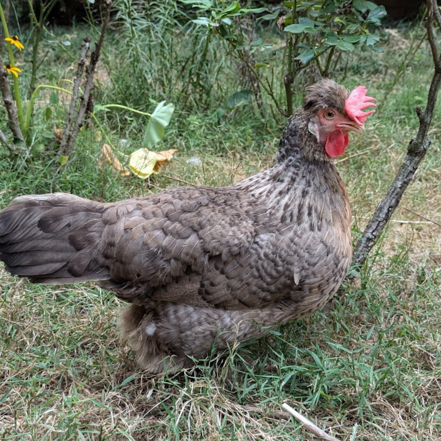 Baby Chicks: Cream Legbar