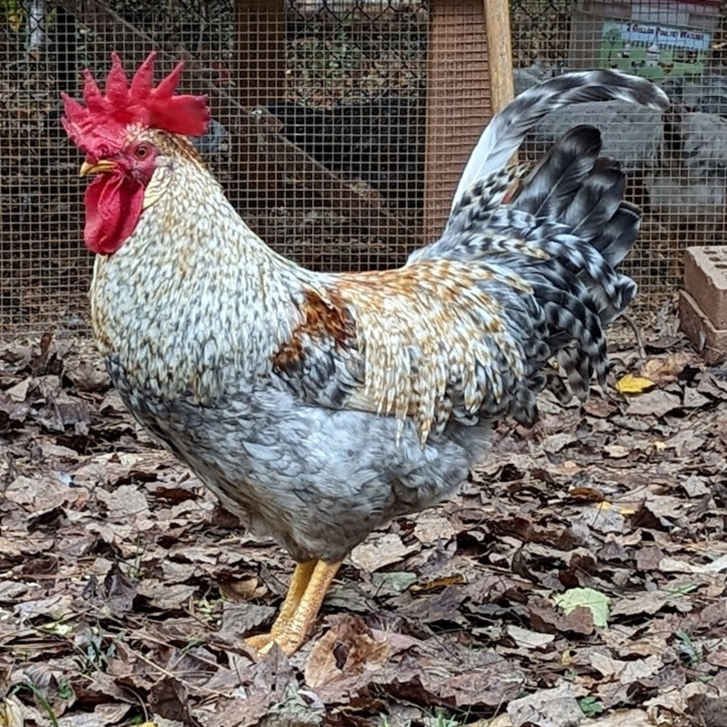 Baby Chicks: Cream Legbar