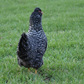 Baby Chicks: Deep Ocean Cuckoo