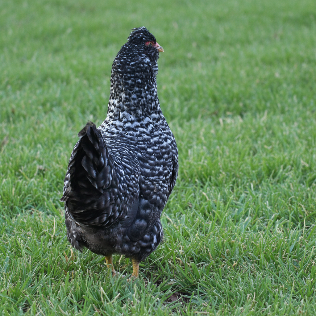 Baby Chicks: Deep Ocean Cuckoo