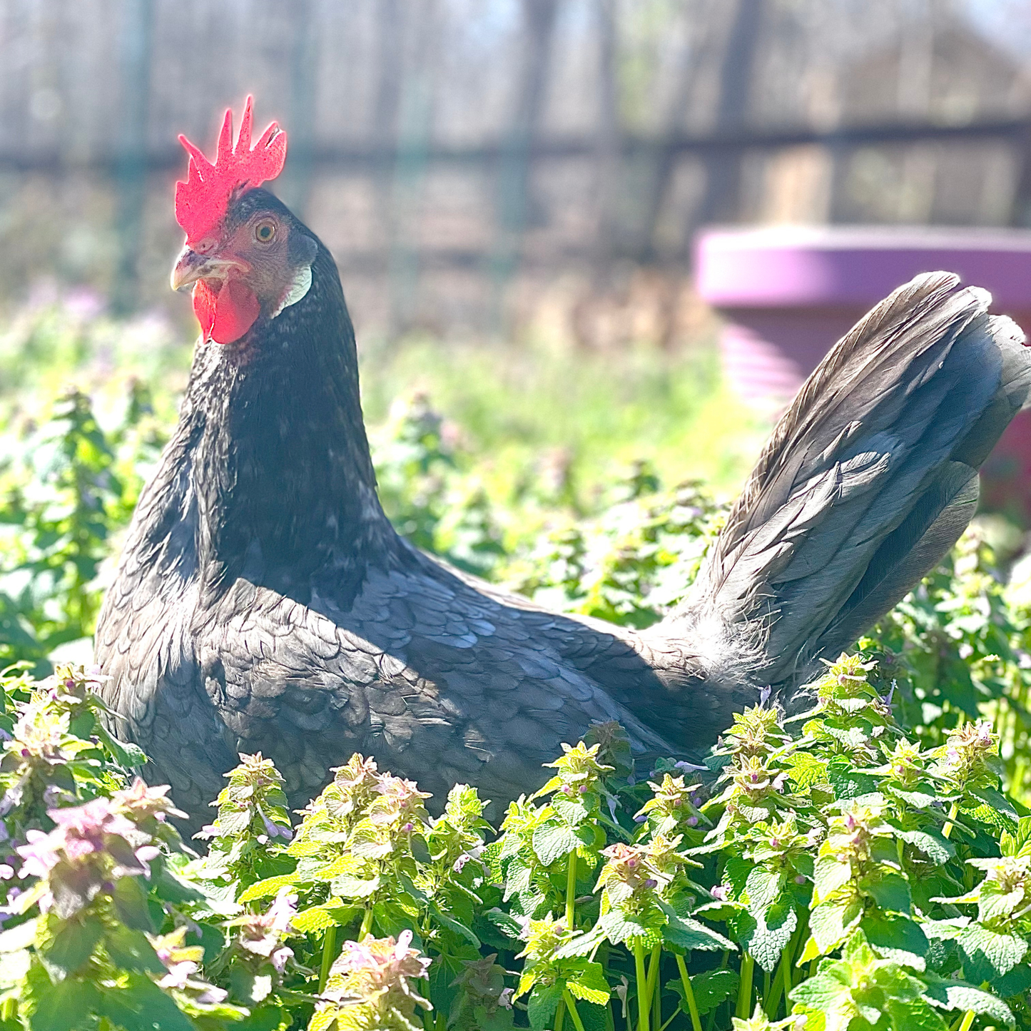 Baby Chicks: Cuckoo Bluebar Blue-Egger