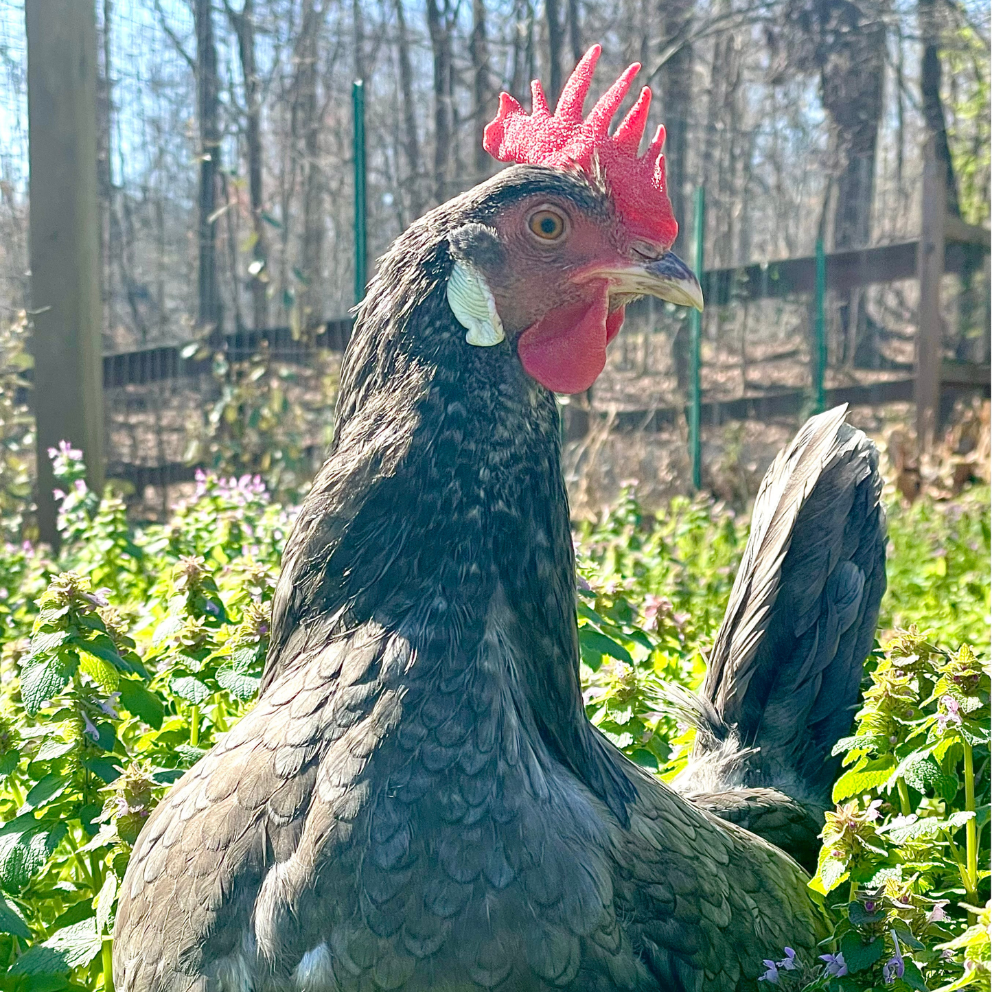 Baby Chicks: Cuckoo Bluebar Blue-Egger