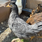Pullet: Cuckoo Bluebar, Shipping Week of