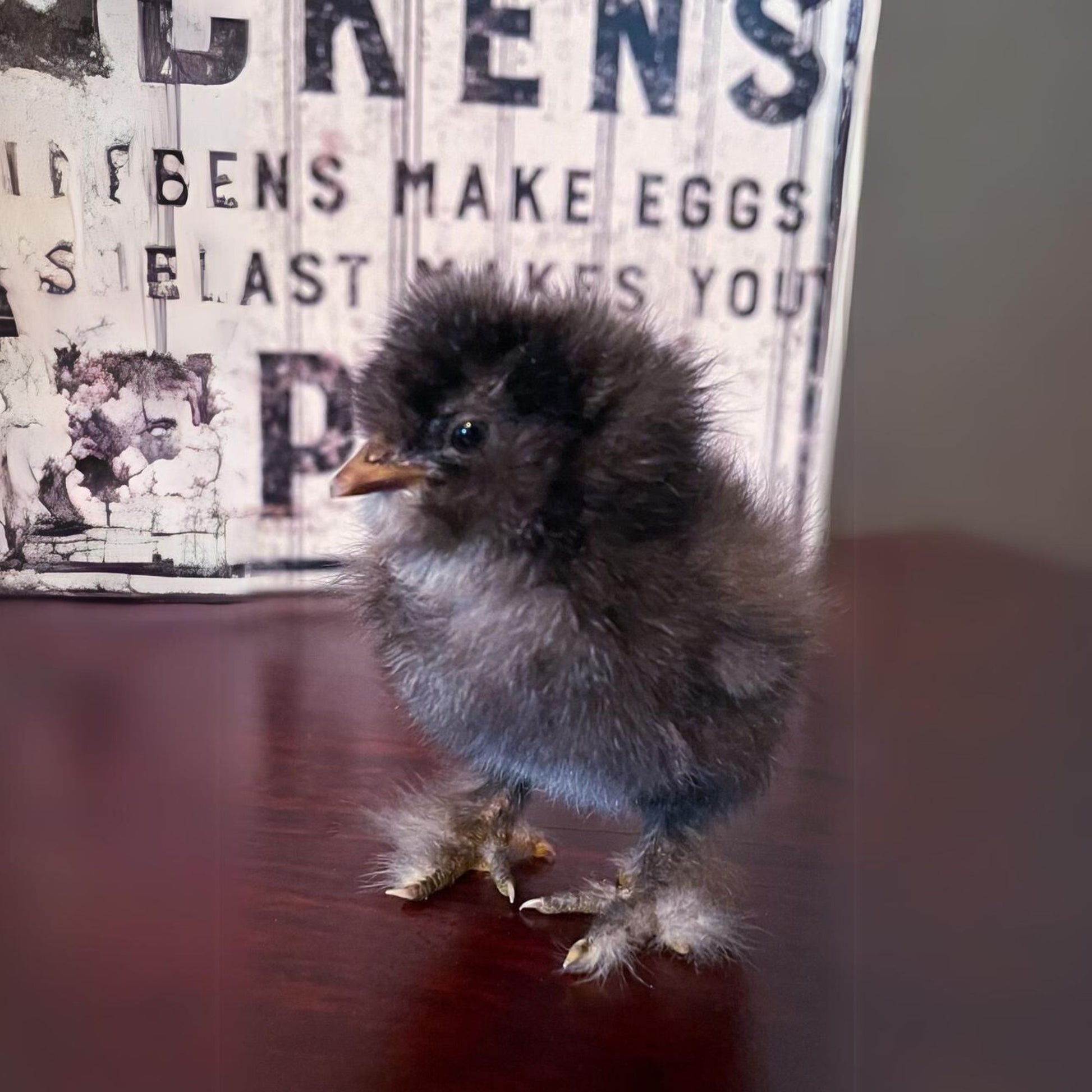 Cuckoo Silkie Bantam baby chicks are a great addition to a flock.