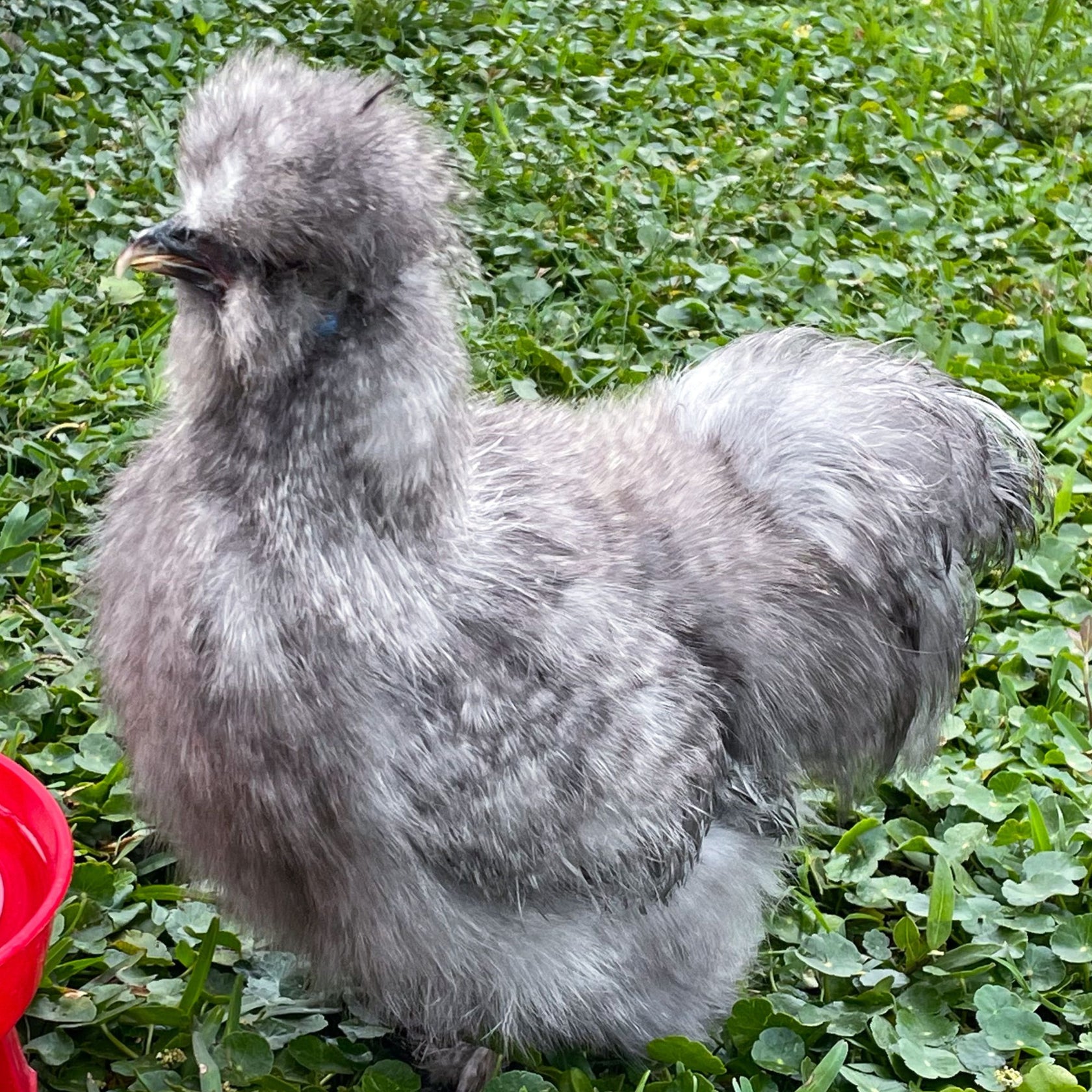 Baby Chicks Cuckoo Silkie Bantam My Pet Chicken