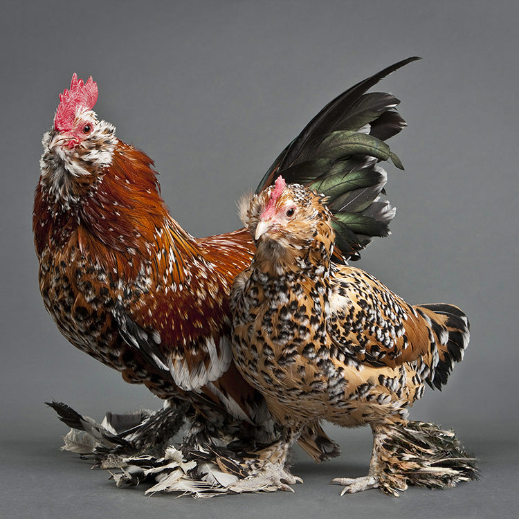 Mille Fleur d'Uccle rooster and hen