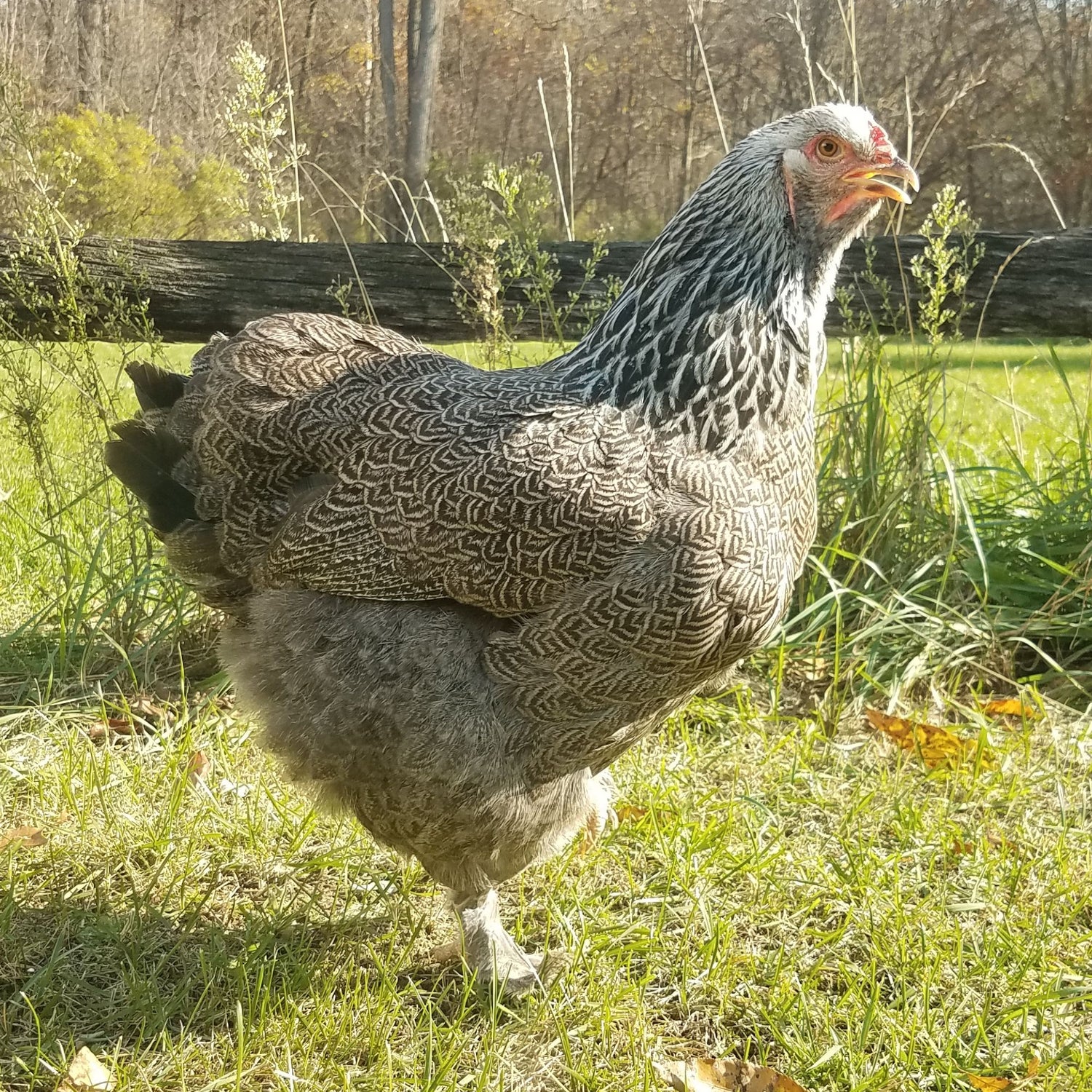 Dark Brahma chicken