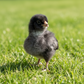Baby Chicks: Deep Ocean Cuckoo
