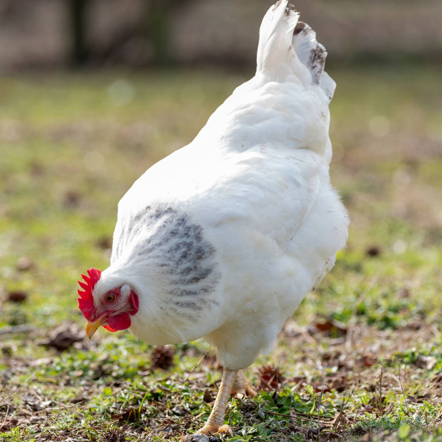 Pullet: Delaware, Shipping Week of