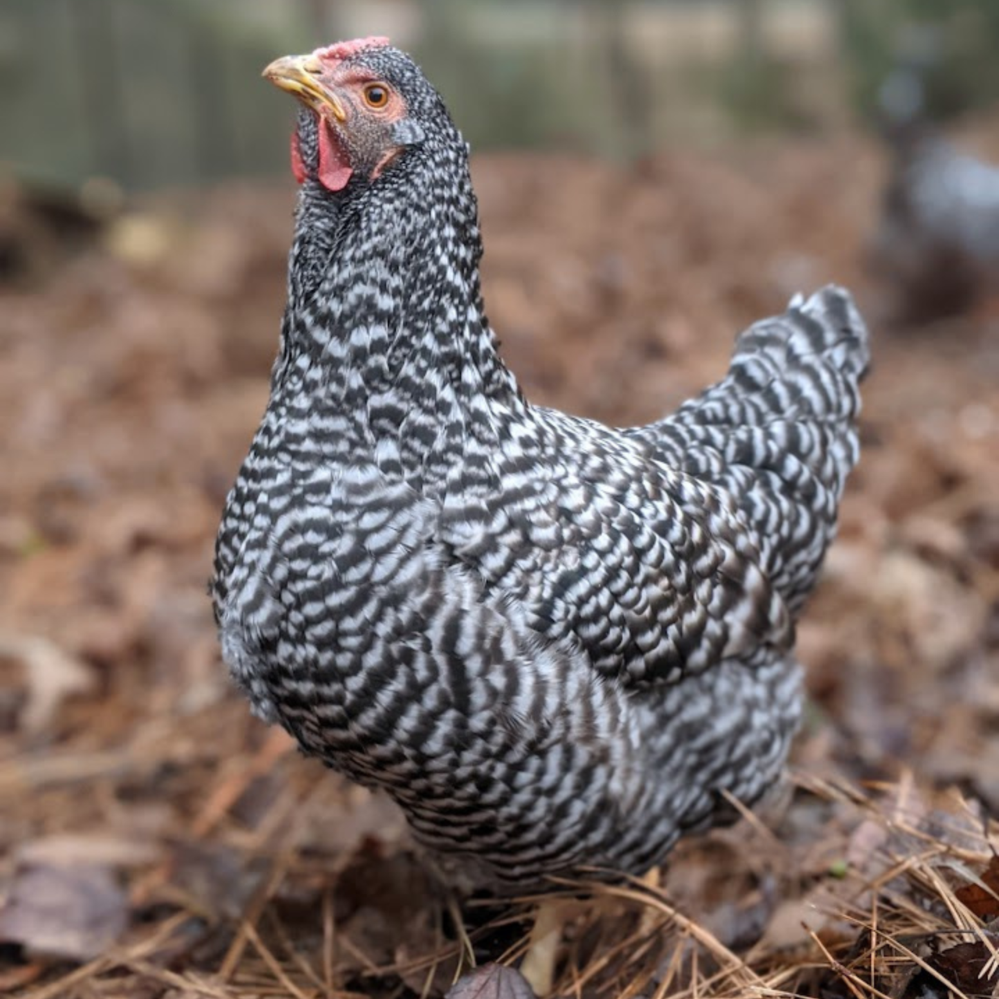 Pullet: Dominique, Shipping Week of