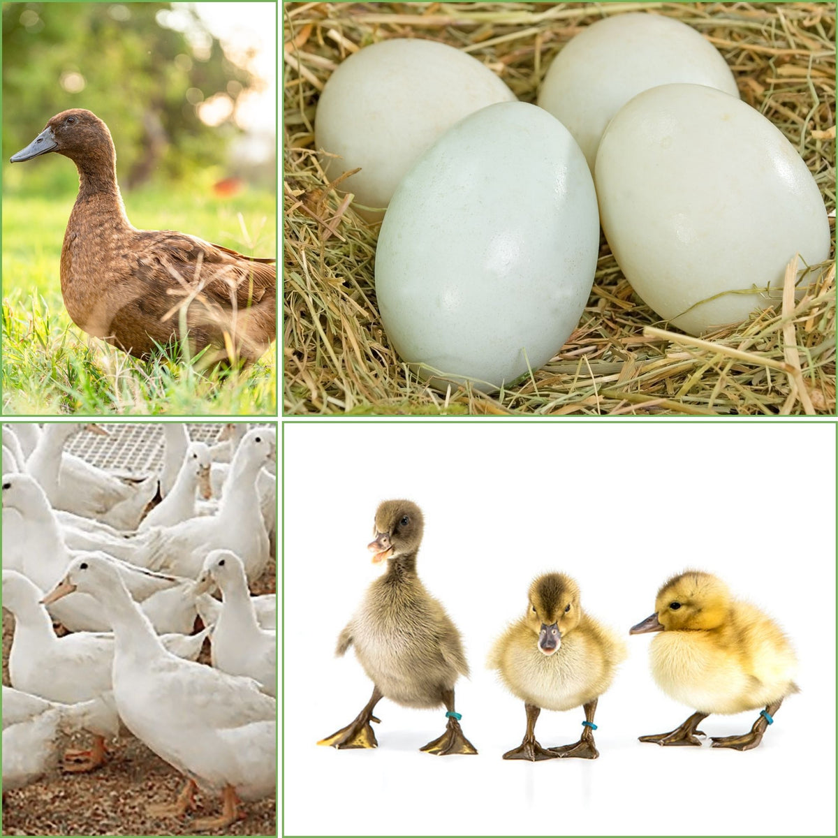 Assorted Ducklings Ducklings: Mystery Duckling from Our Egg Layer Assortment - My Pet Chicken