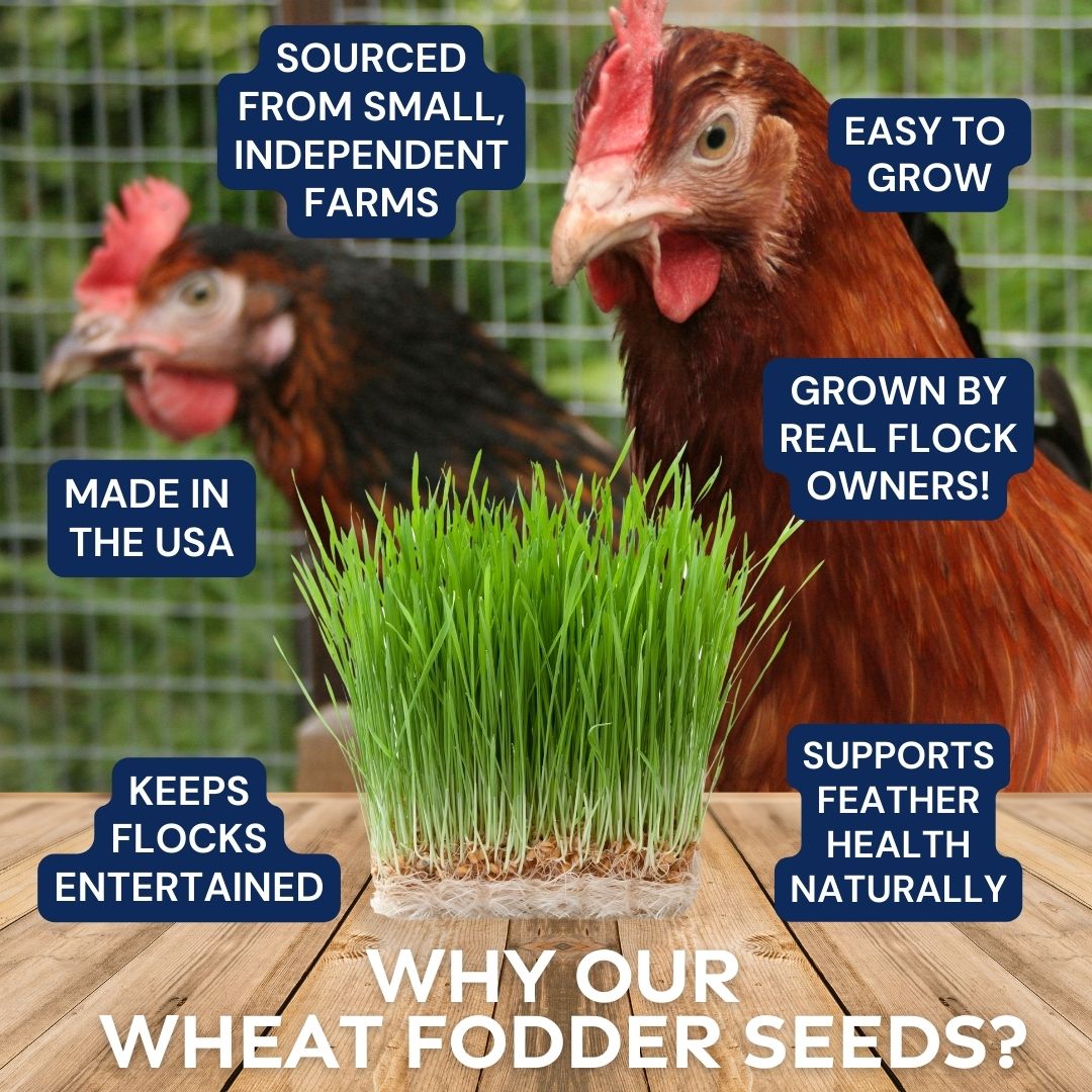 planting grass seed with chickens Non-GMO Wheat Seeds for Sprouting Fodder (Wheat Grass) -- Sustainably Grown  In Missouri To Encourage Positive Behaviors