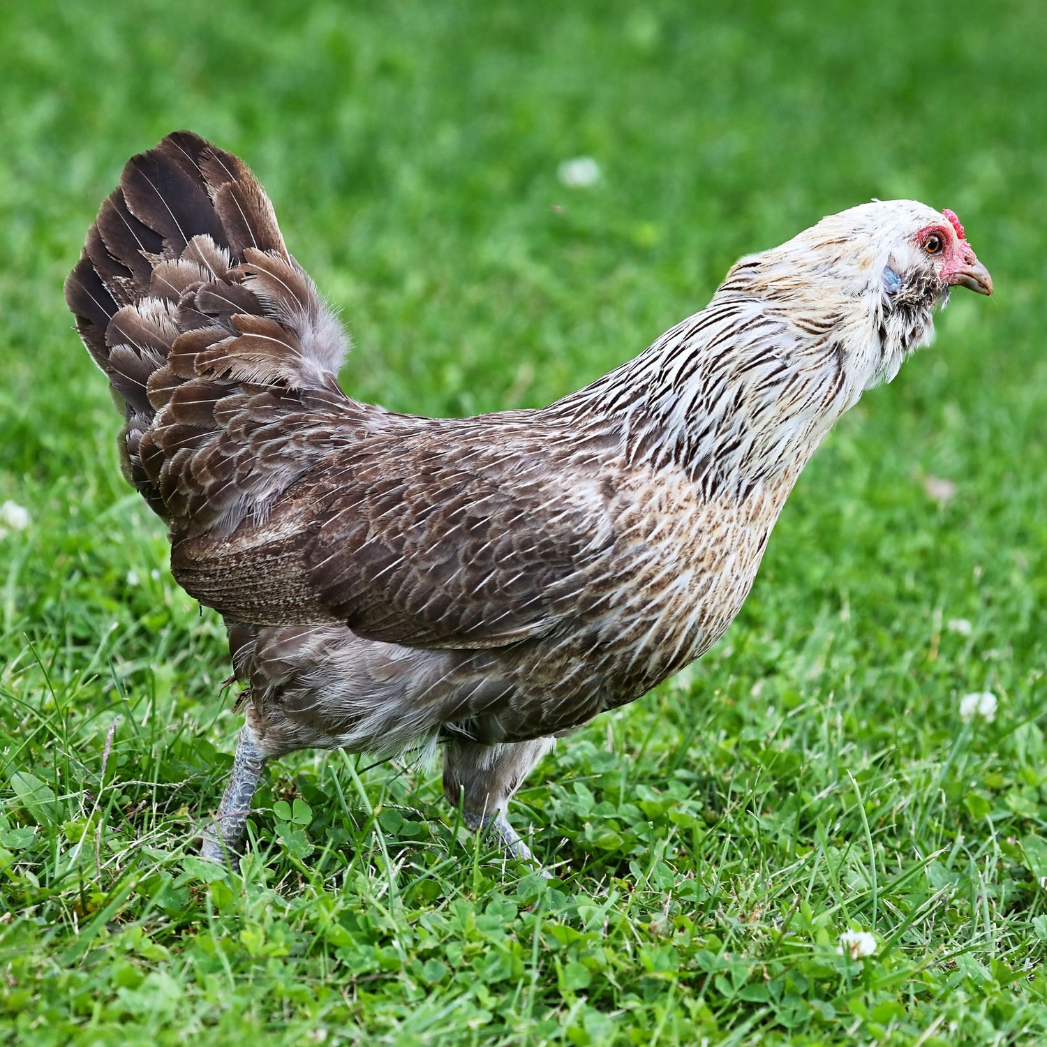 Easter Egger Bantams ususally start laying eggs at about 7 months old.