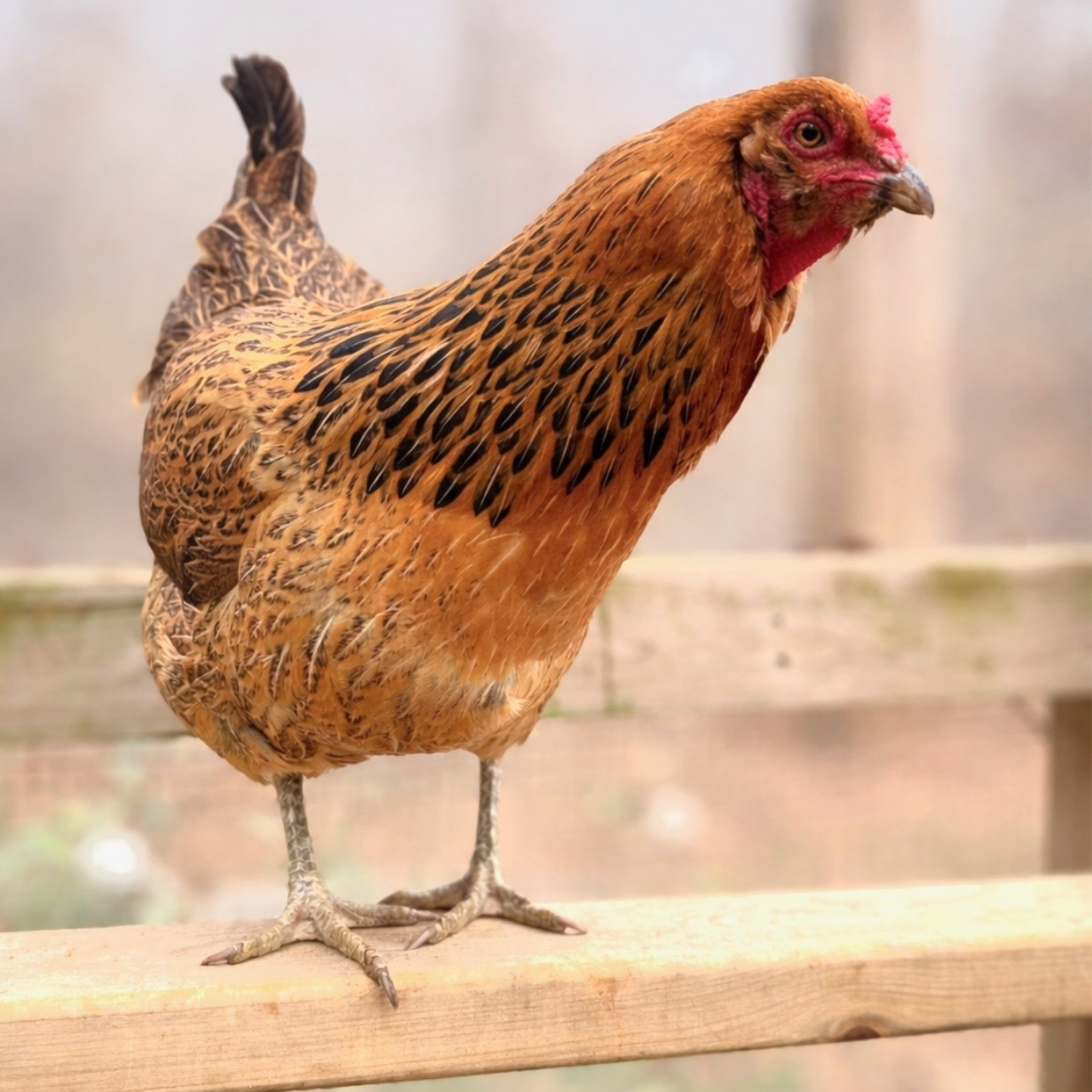 Baby Chicks: Easter Egger