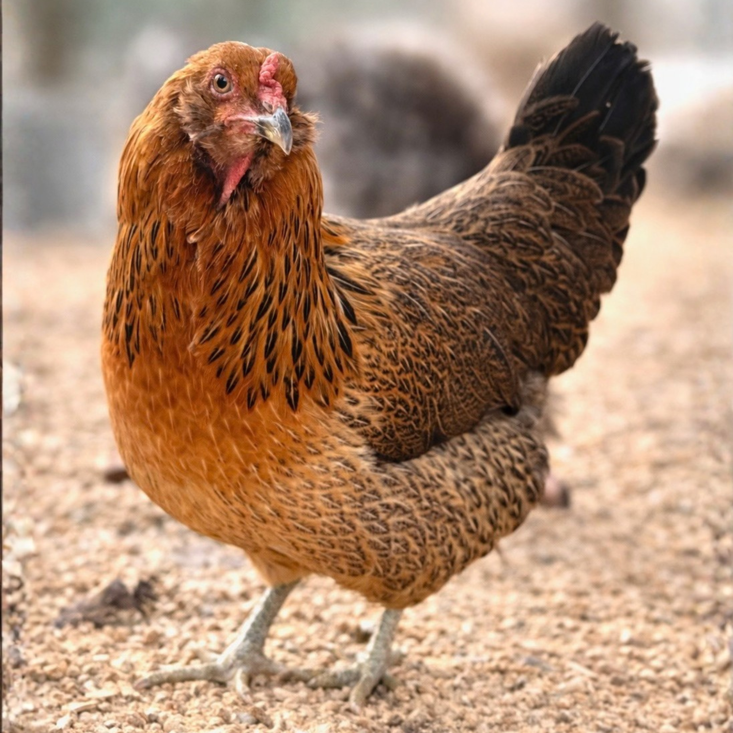 Pullet: Easter Egger, Shipping Week of