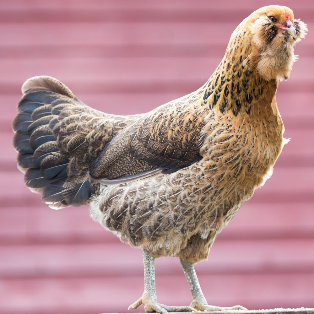 Easter Egger chicken breed