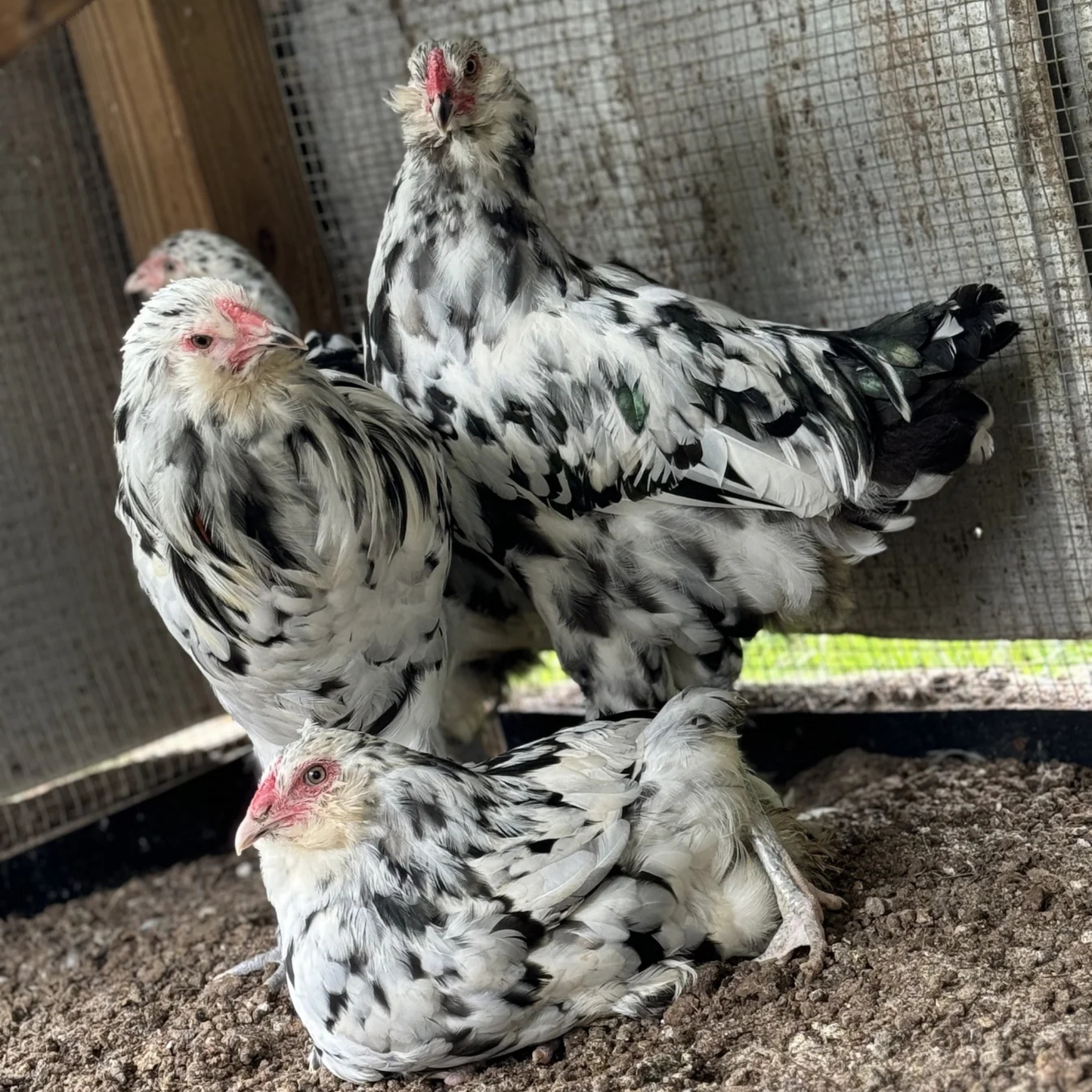 Hatching Eggs: Ermine Ameraucana, Flock & Field Location