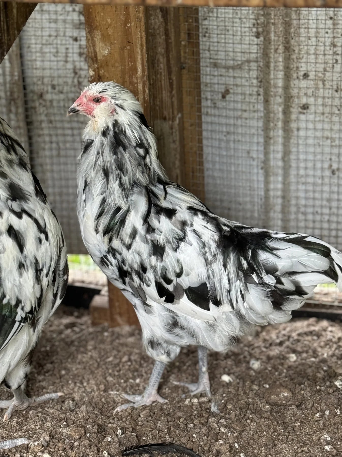 Hatching Eggs: Ermine Ameraucana, Flock & Field Location