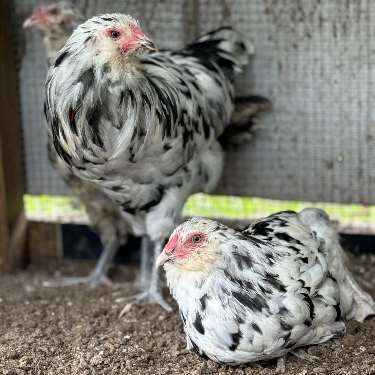 Hatching Eggs Ermine Ameraucana, Flock & Field Location My Pet Chicken