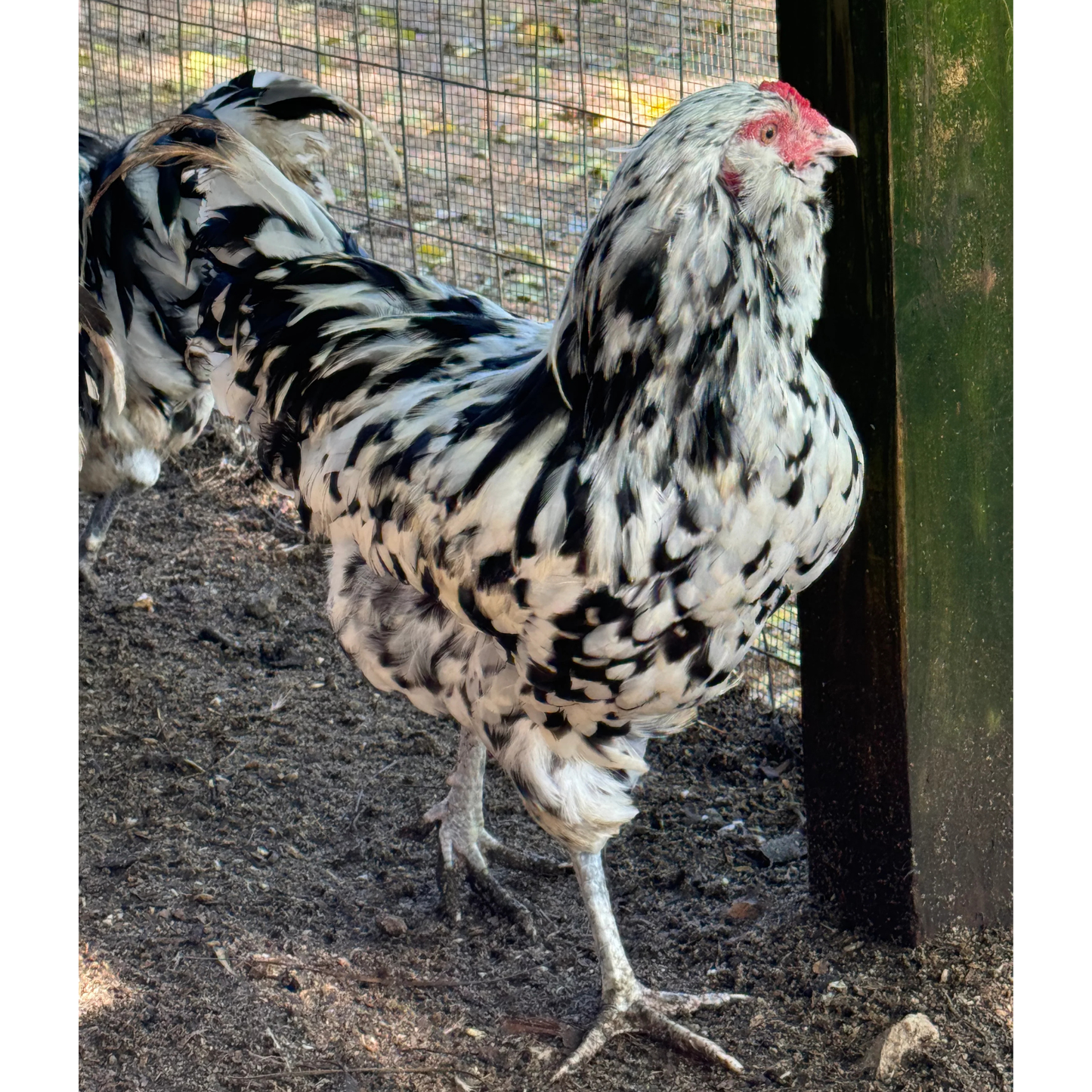 Hatching Eggs: Ermine Ameraucana, Flock & Field Location