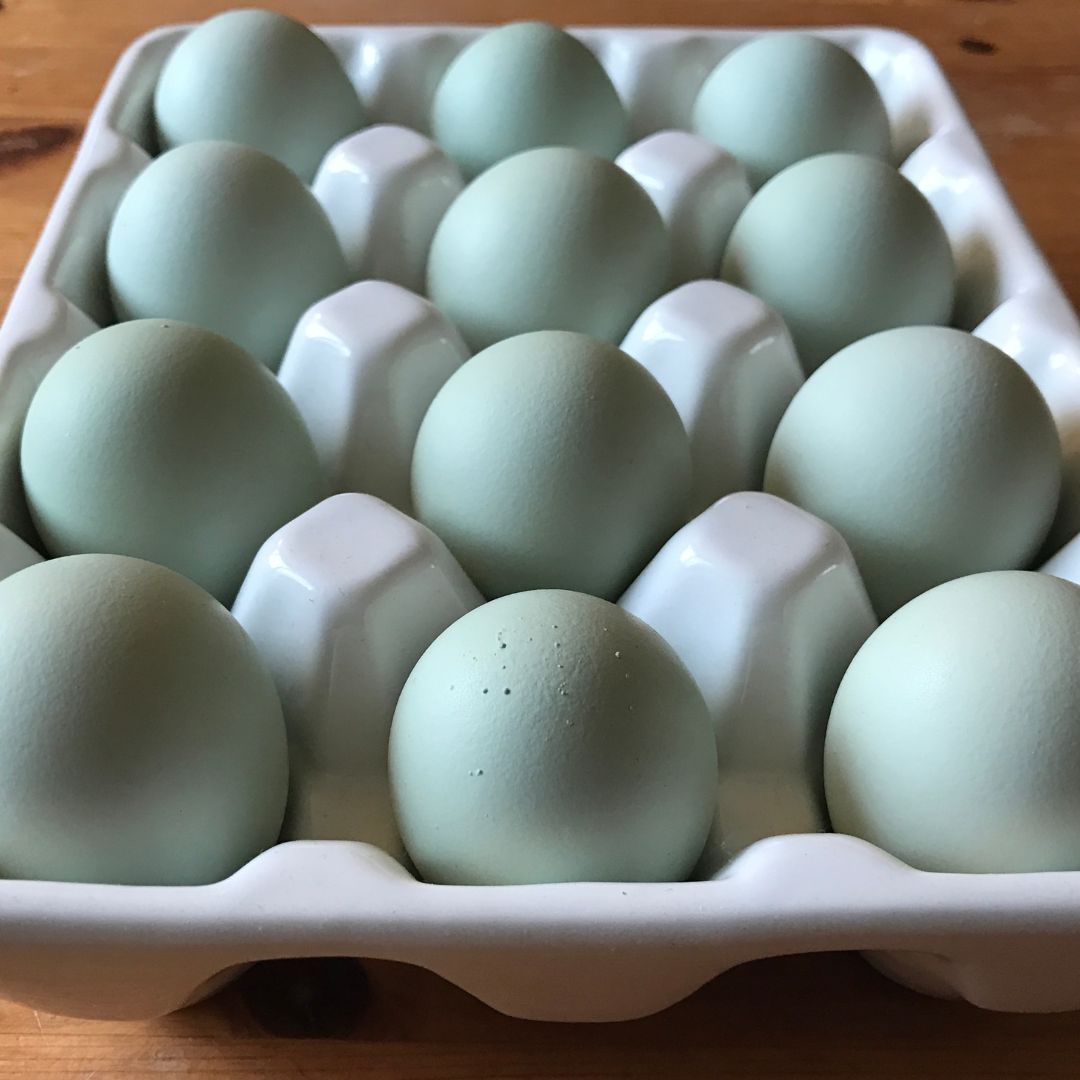 Blue Favaucana Eggs