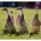 Fawn and White Runner female ducks will lay 100-180 large white eggs per year.