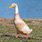 Fawn and White runner ducks are a friendly and charming addition to your backyard flock. 