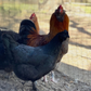 Hatching Eggs: Rare Rainbow Chicken Breed Assortment, Flock & Field Location