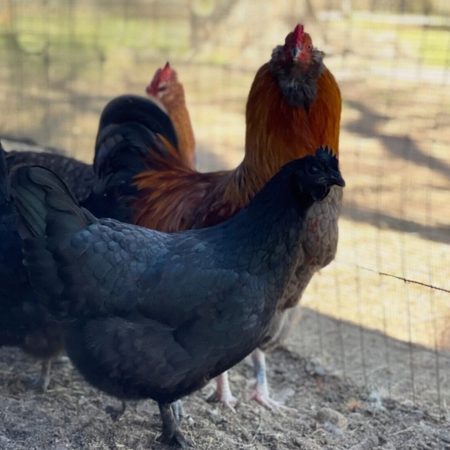 Hatching Eggs: Rare Rainbow Chicken Breed Assortment, Flock & Field Location