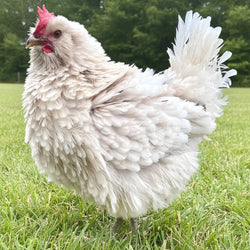 The Frizzle Bountiful Blue Egg Layers are friendly and curious and make a great addition to a backyard flock.