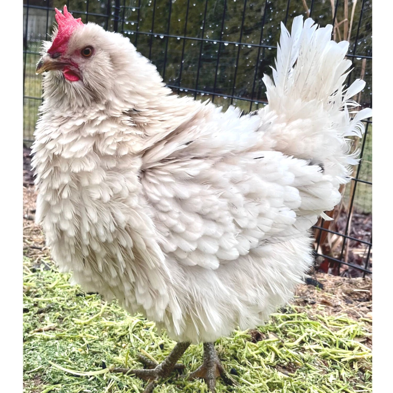 The Frizzle Bountiful Blue Egg Layers are friendly and curious and make a great addition to a backyard flock. 
