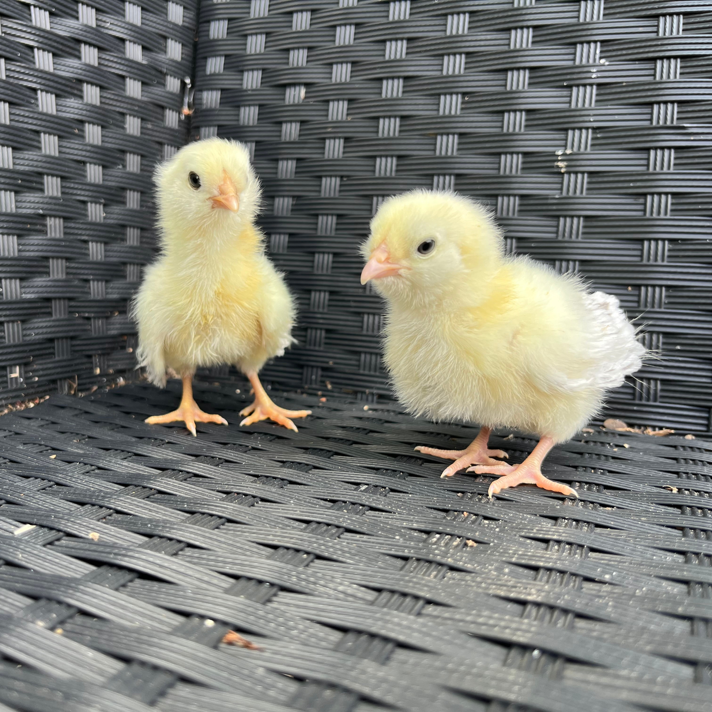 Baby Chicks: Frizzle Easter Egger Bantam